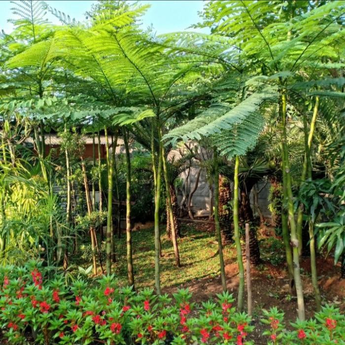 

pohon pakis Brazil(2 meter)