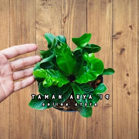 

Tanaman hias kadaka lasagna