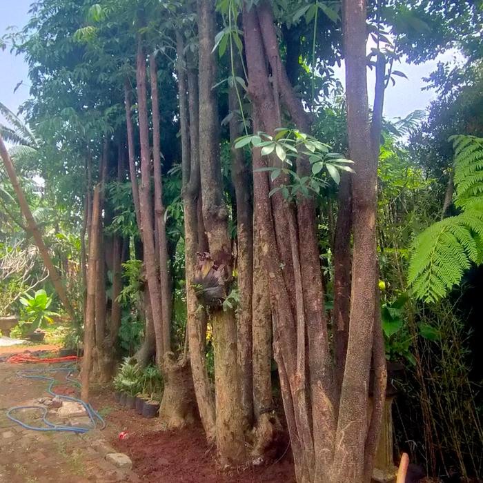 

pohon pule gruping/pohon pulai