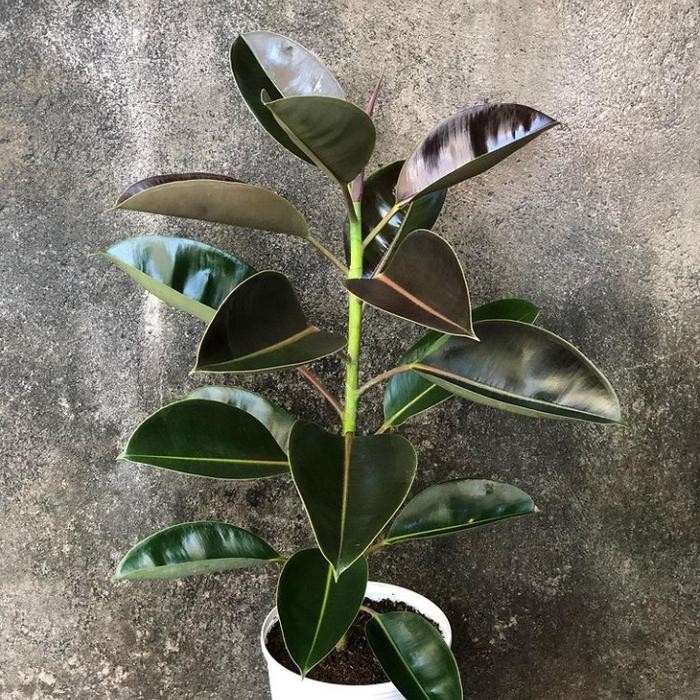

Tanaman Karet Kebo / Ficus Elastica