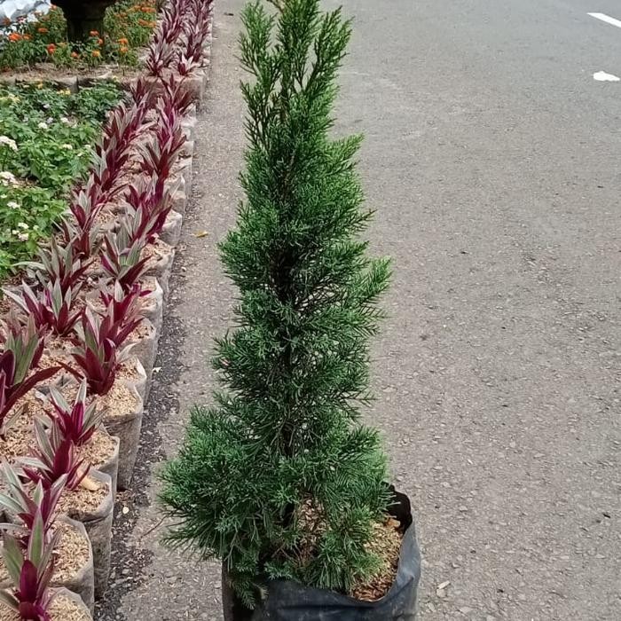 

tanaman cemara lilin 1m