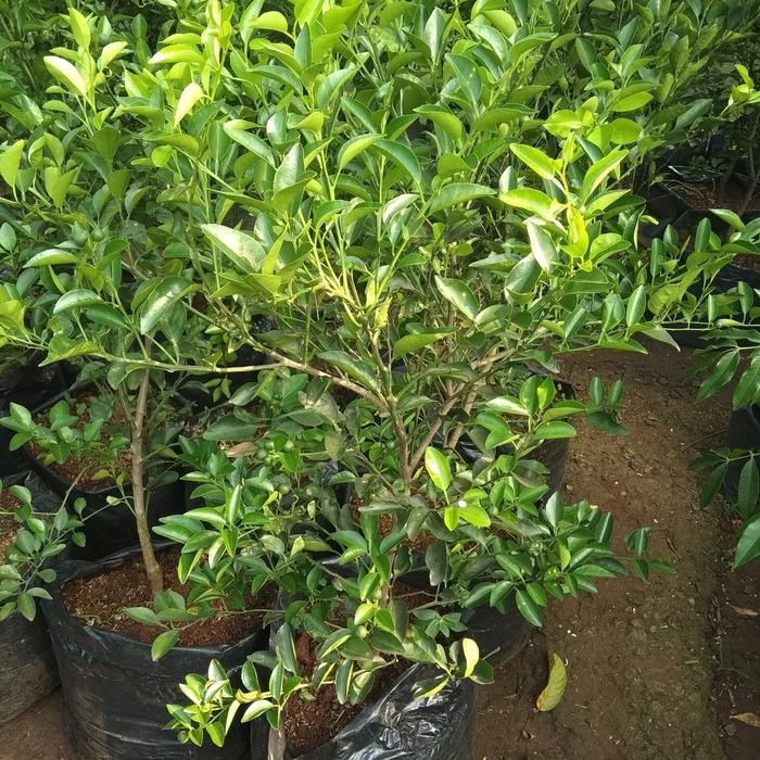 

Tanaman Jeruk Limo sudah Berbuah Tinggi 80 cm, Jeruk Limau buat Sambel