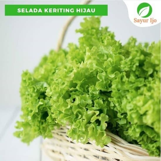

LUXEHEALTH- Selada Keriting Hijau 500 Gram Lokal Fresh Green Curly Leaf Lettuce