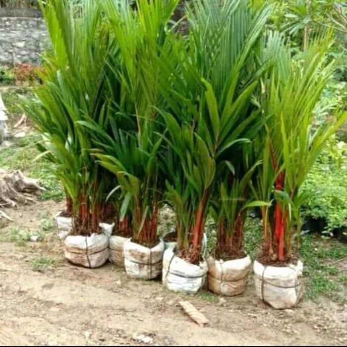 palem merah tinggi 1 meter