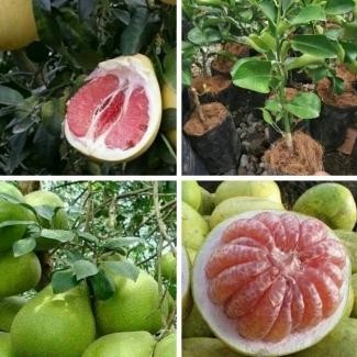 bibit pohon jeruk Bali pamelo madu