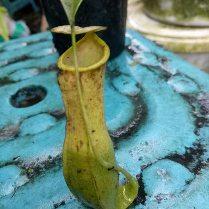 mirabilis x reinwardtiana/kantong semar/nepenthes/tanaman karnivora/ tanaman hias