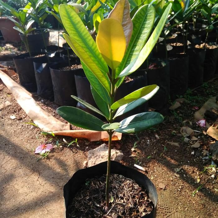 Tanaman herbal Garcinia cambogia