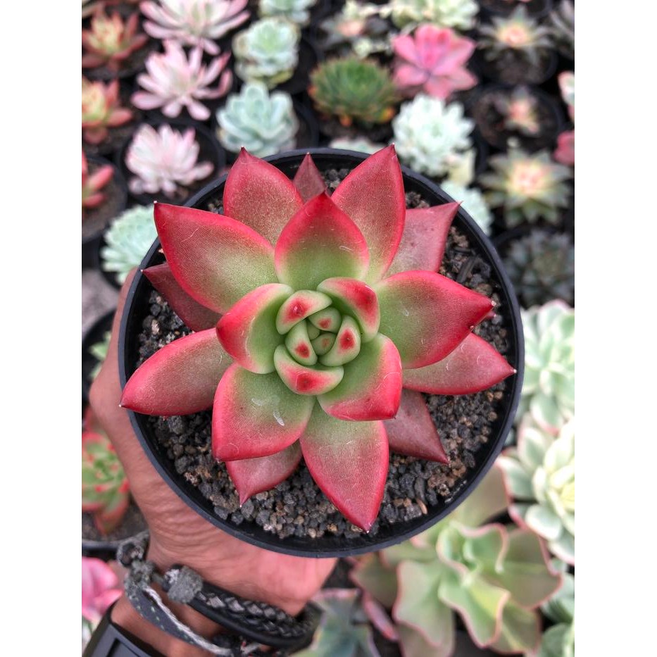 agavoides frank reinelt