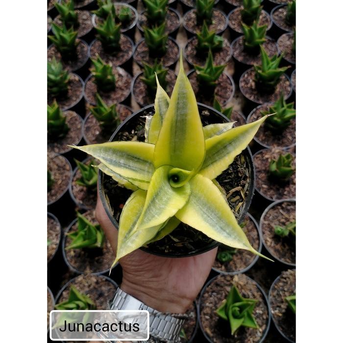 Sansevieria Cordova Variegata
