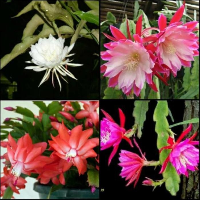 tanaman hias gantung paket 4 macam bunga Wijaya Kusuma