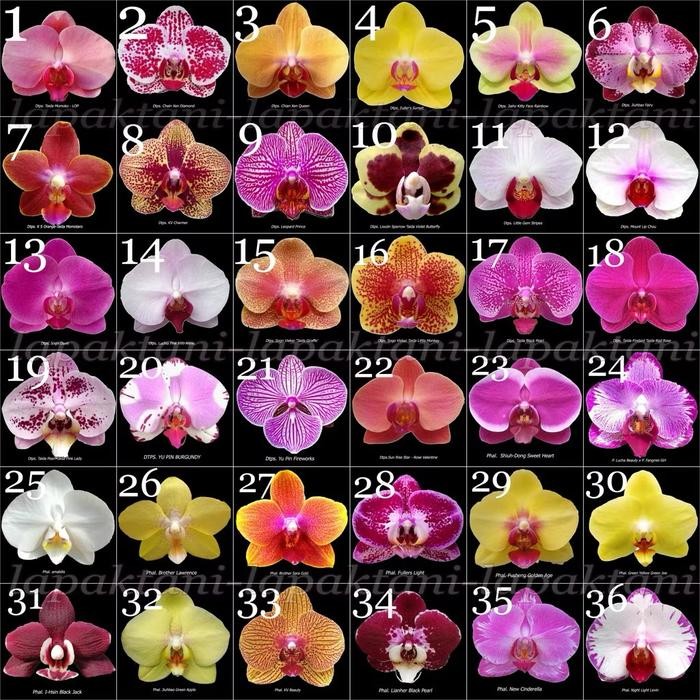 Tanaman Hias Anggrek Bulan Siap Berbunga - Bunga hias Anggrek - Anggrek hidup