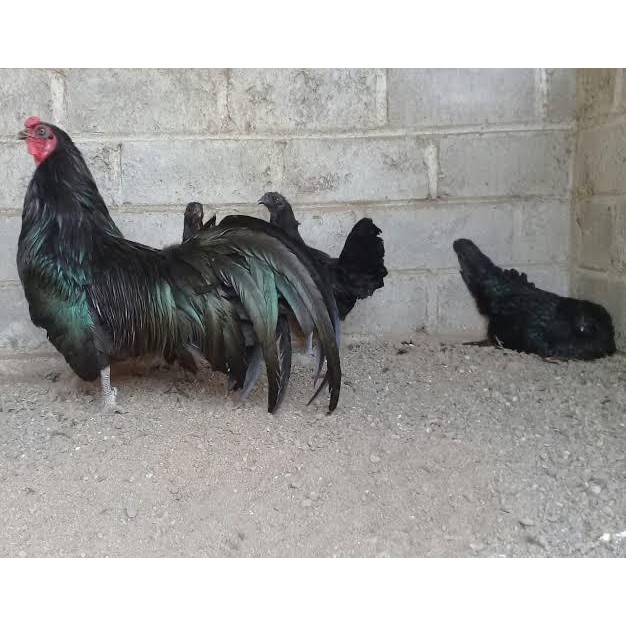 ayam black sumatera