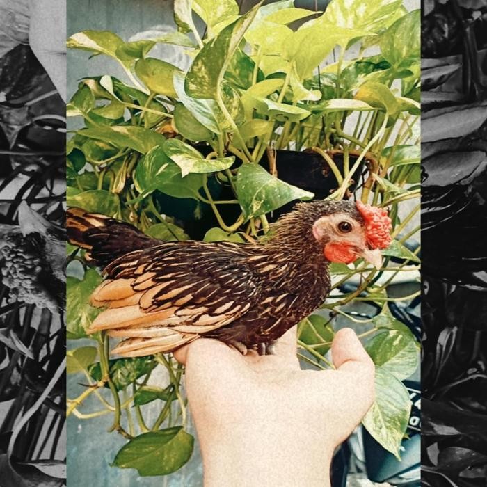 Sepasang Ayam Batik Itali - ayam Batik silverbright - ayam hias