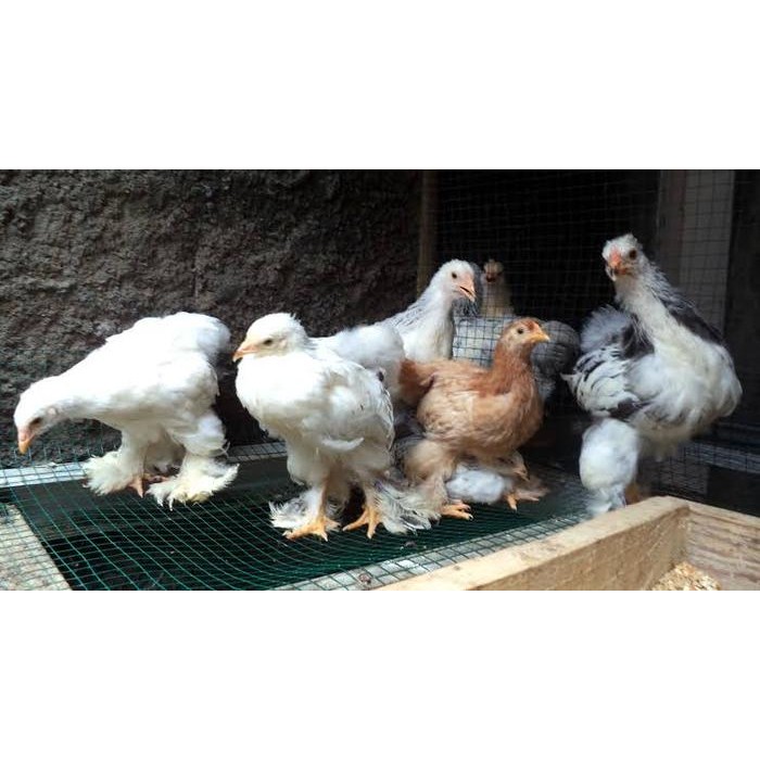 Ayam Brahma usia 2-3 bulanan Original