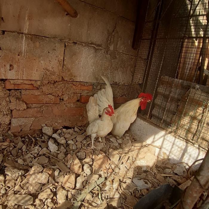 Ayam kate Sepasang(+1tahun)