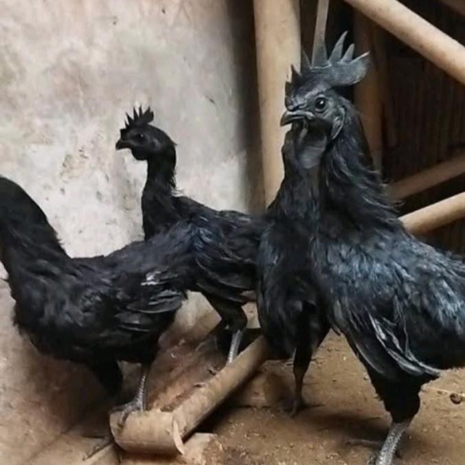 ayam cemani remaja usia 3-4 bulan