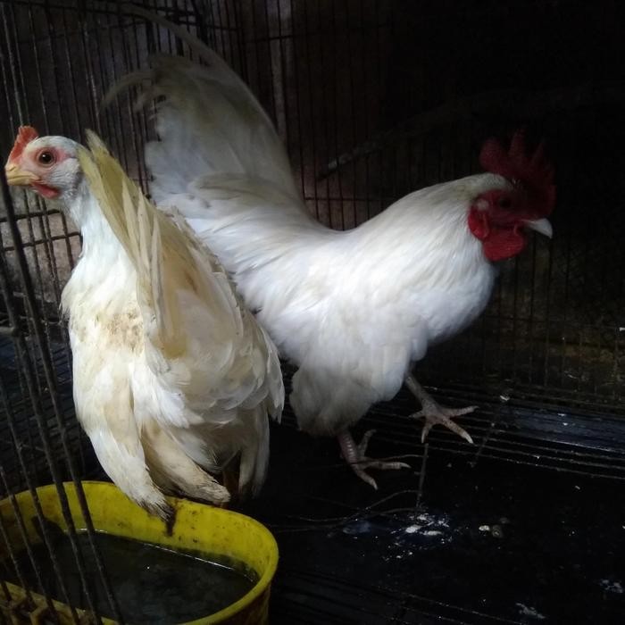 ayam kate putih sepasang produktif