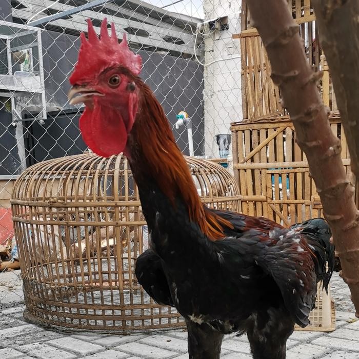 Jago Jantan Ayam Pelung Jumbo Kokok Panjang