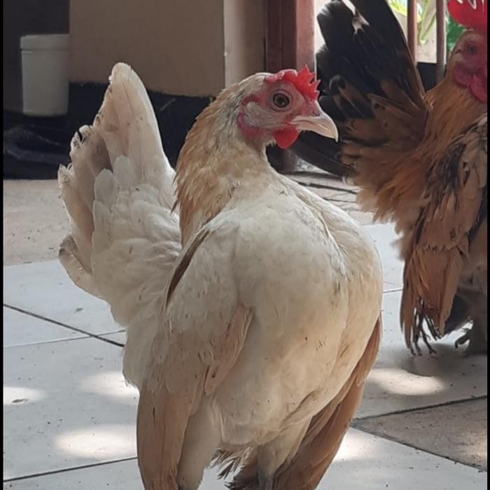 AYAM KATE AYAM SERAMA. pasangan muda