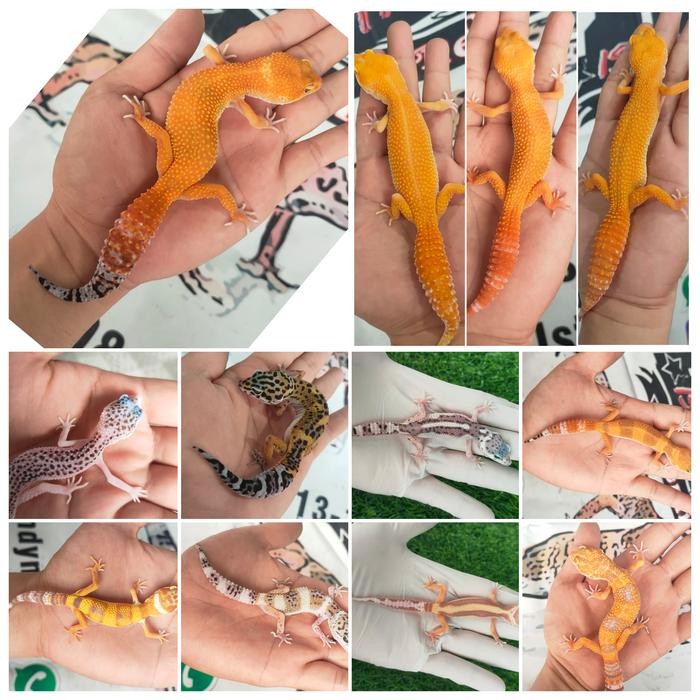 Pilihan- Leopard Gecko Anakan, Baby Free Kalsium, Acak /Random
