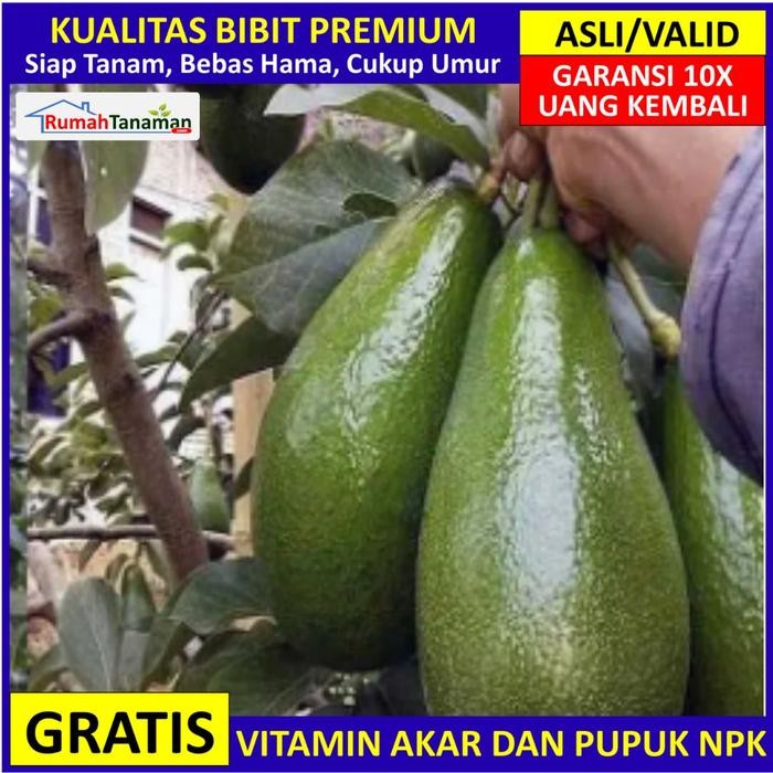 Bibit Alpukat Aligator Ber, Pohon Alpukat Aligator Valid