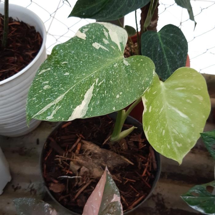 Tanaman hias monstera monthai variegata - monstra king variegata