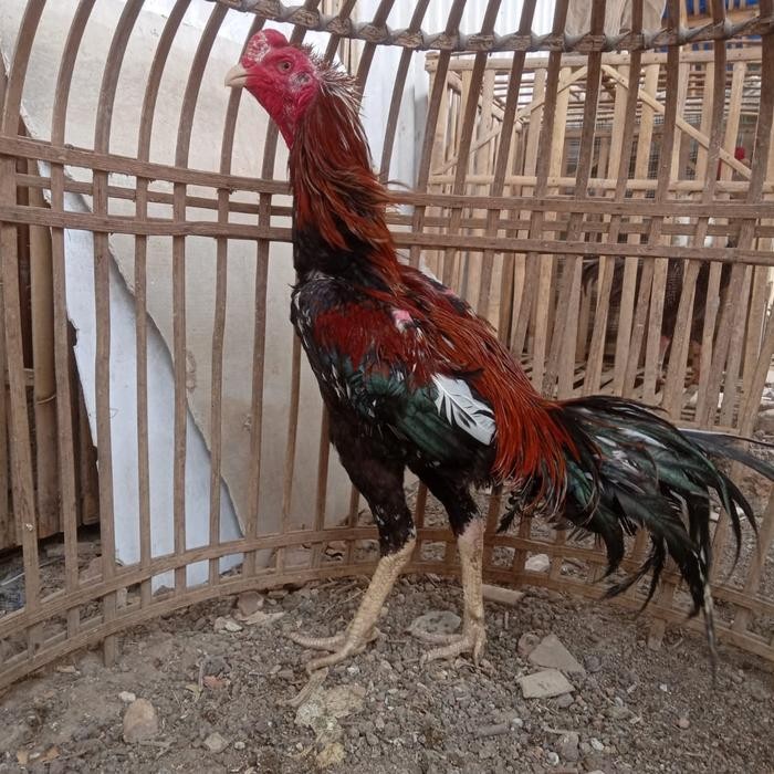HiasRooster Anakan Ayam Petarung Birma Rambong x Ganoi Pama Usia 2 Bulan Sisik Kaki Putih Jalak