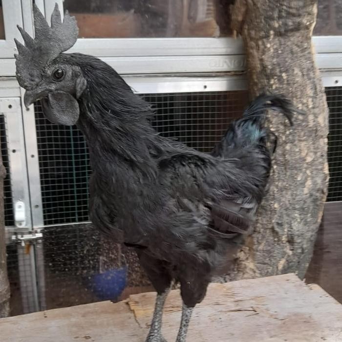 ayam cemani lidah hitam kualitas super