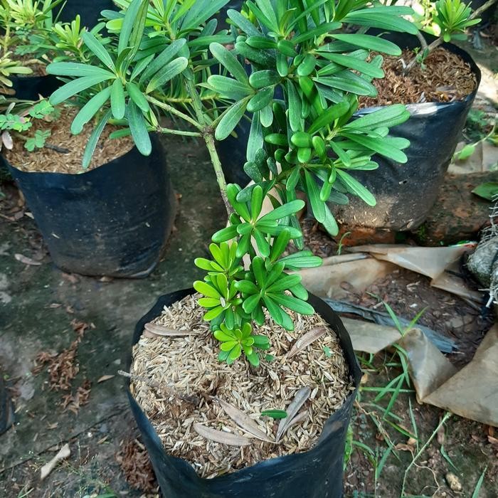 Bibit lohansung cincuan - lohansung sincuan - Bahan bonsai lohansung