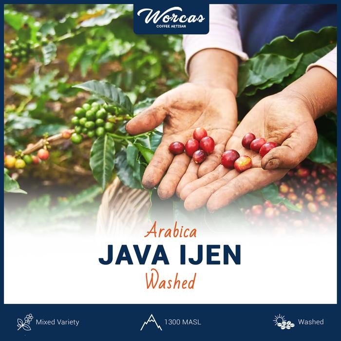 

Java Ijen Arabica Green Bean 1Kg (Biji Kopi Mentah)