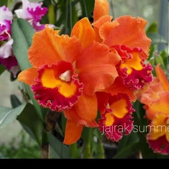 Anggrek Cattleya Rlc. Jairak Summer