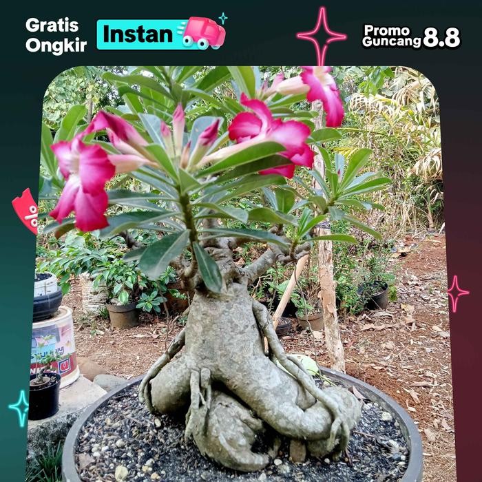 kamboja Jepang bonsai (adenium)