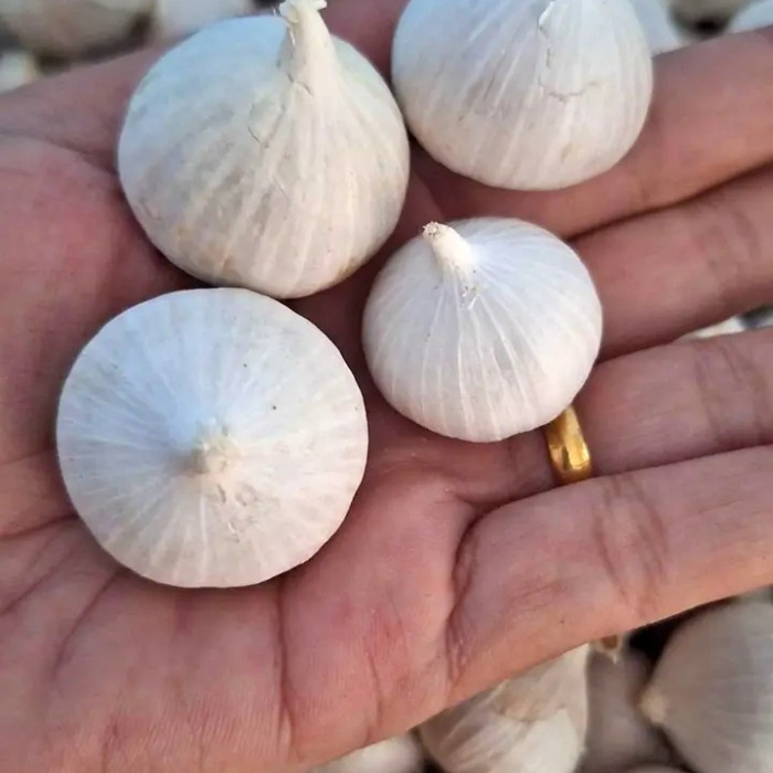 

terbaru !!! bawang putih tunggal 1kg termurah medan ready
