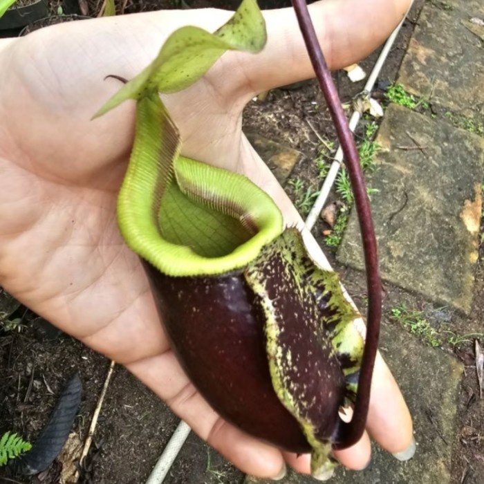 

N Suki Be (Rafflesiana X Sibuyanensis)