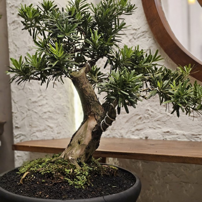 Bonsai Lohansung import ori batang besar keringan size Large