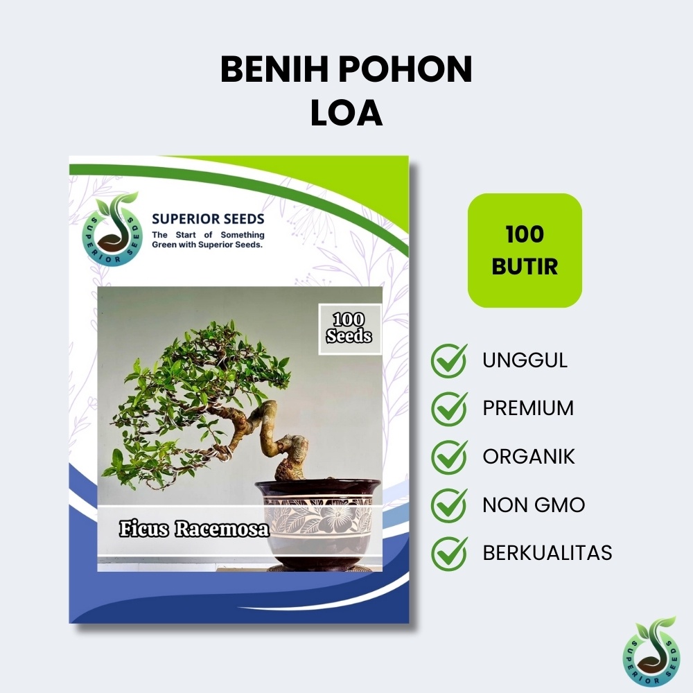 Biji Benih Bonsai Pohon Ficus Racemosa | Loa (Superior Seeds)
