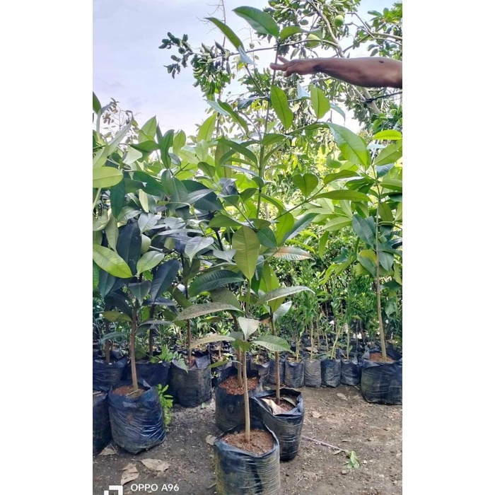 Bibit buah pohon manggis tinggi 1 meter lebih siap tanam PREMIUM