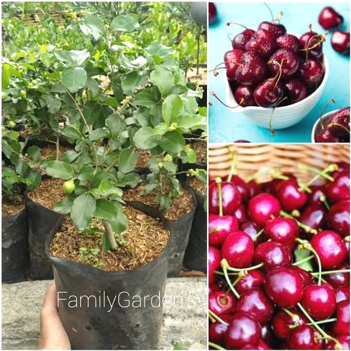 bibit buah cherry jepang / ceri jepang PREMIUM
