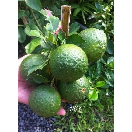 BIBIT JERUK PURUT BERBUAH BESAR HASIL CANGKOK BIBIT POHON BUAH MEDIA PREMIUM