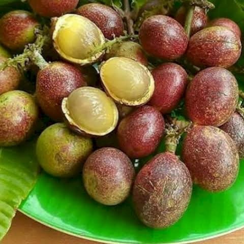 BIBIT TANAMAN BUAH MATOA SUPER UNGGUL/ BIBIT MATOA MERAH PREMIUM