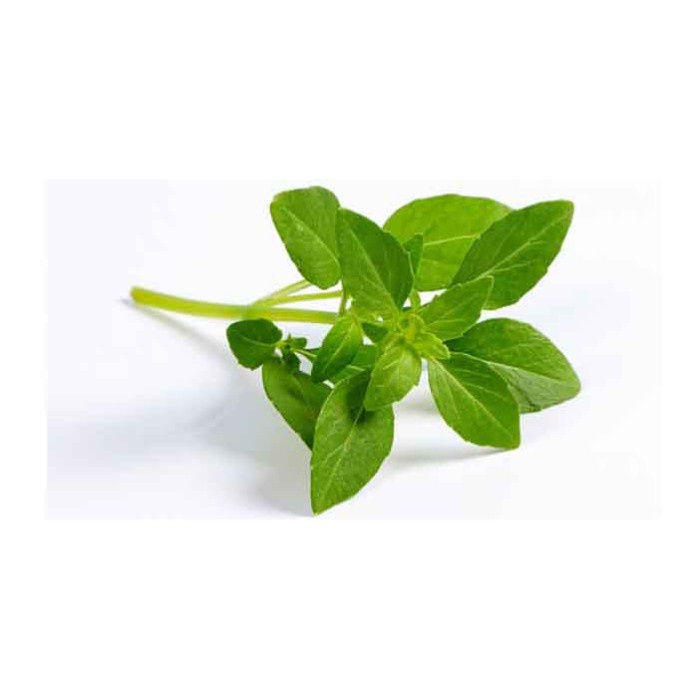 

Kemangi Hidroponik Kiosayur