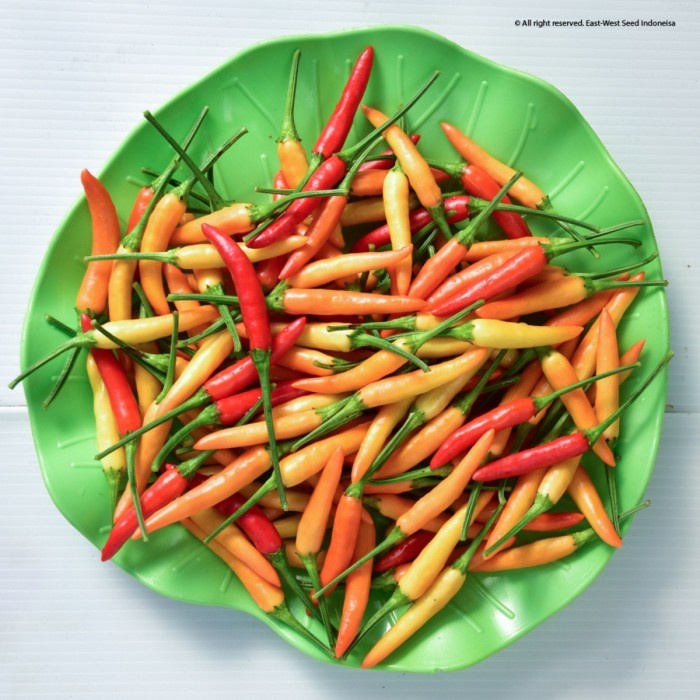 Terlaris Benih Cabe Cabai Rawit DEWATA 43 F1 Isi 2250 Butir Cap Panah Merah Beli Sekarang