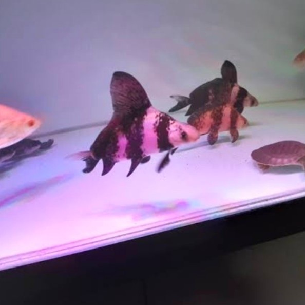 TERBARU IKAN CHINESE HIGH FIN - CHF TANKMATE