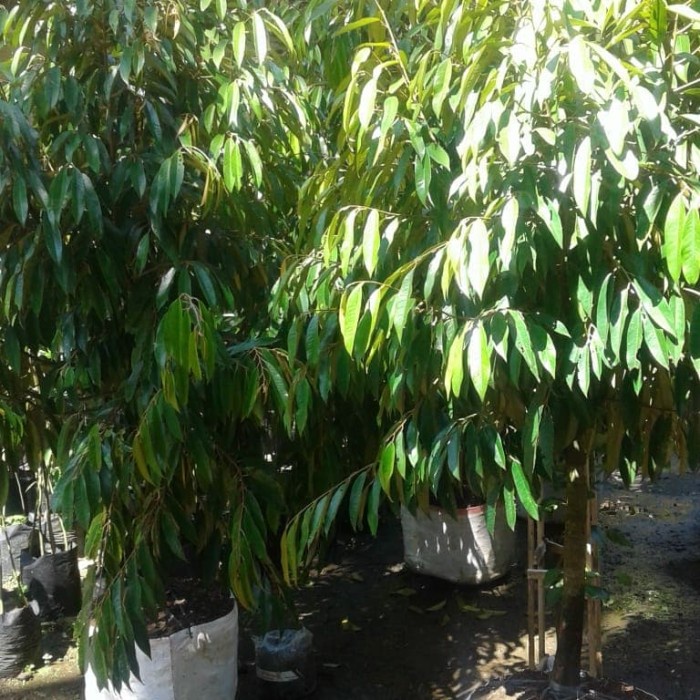 Ready Central bibit unggul durian musangking & bawor dongkelan kaki tunggal