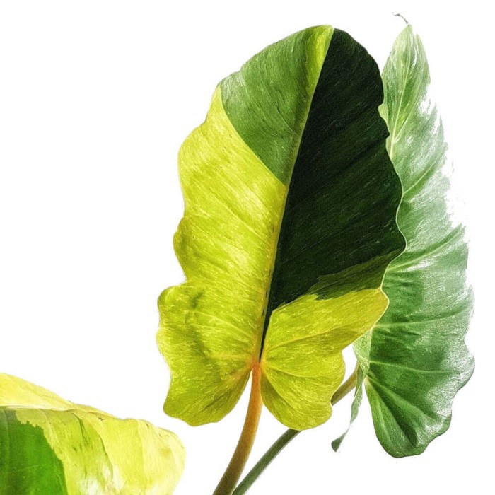 New Philodendron Jungle Fever Variegata - Tanaman Hias Koleksi / Housplant Ready