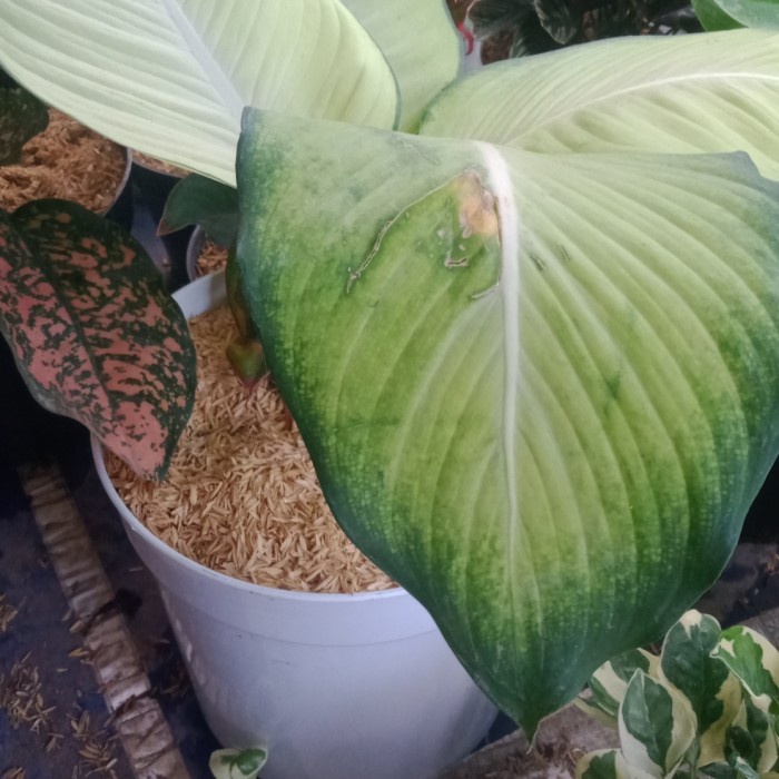 New Tanaman Hias Indoor - Diffenbachia Difen Tissue / Sri Rejeki Ready