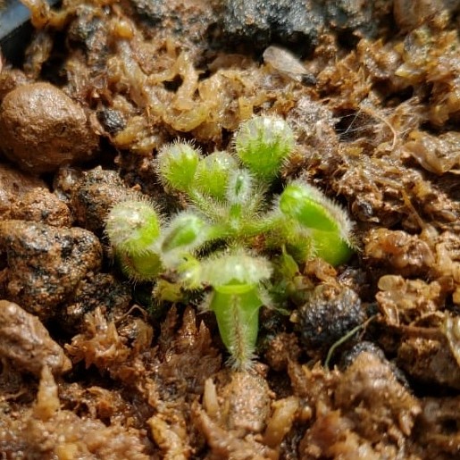 New Cephalotus Bigboy Ready