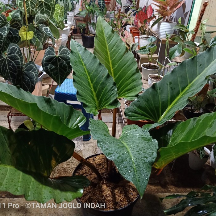 Cuci GUdang Tanaman hias philodendron melodi indukan daun jumbo mo