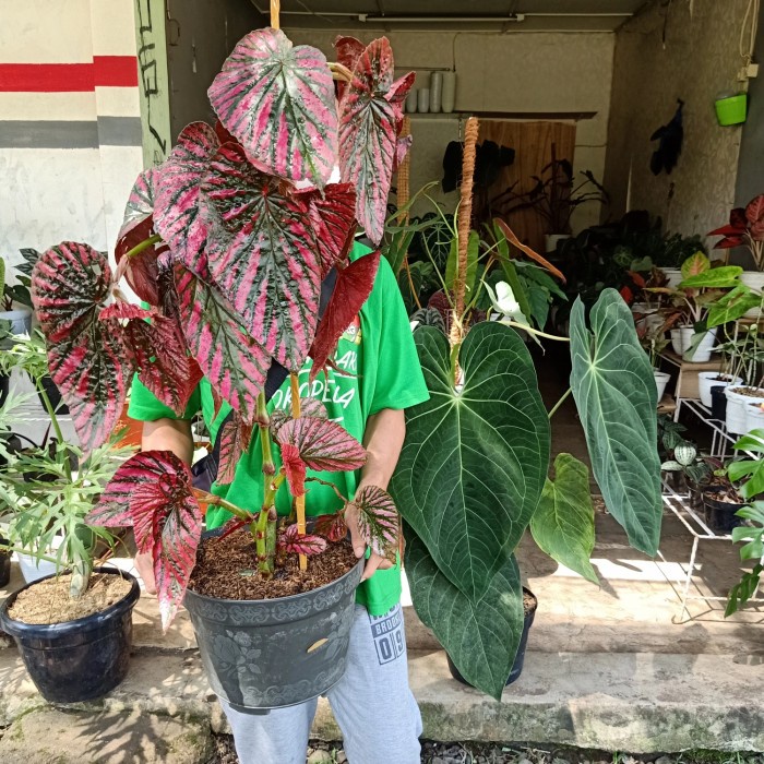 Tanaman hias indukan begonia Rex walet 4 rumpun