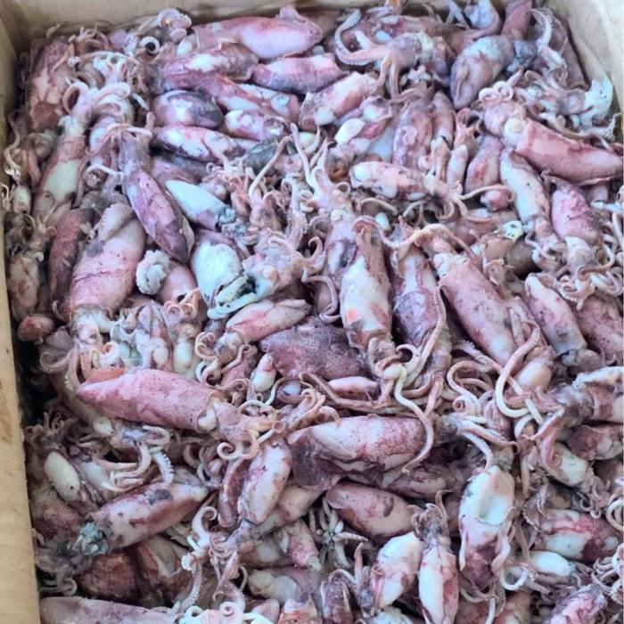 

[] Asin Cumi Telor Pangandaran 1kg Kemasan Vacum